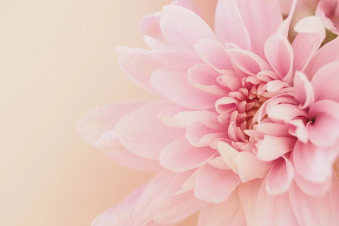 淡いピンク色の花がクローズアップで捉えられている画像