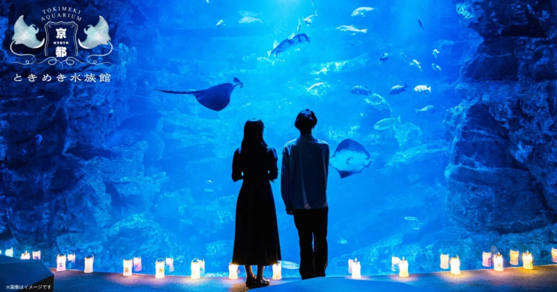 夜の水族館の幻想的な風景