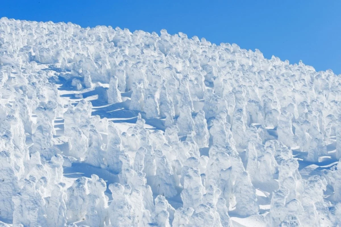 蔵王の樹氷